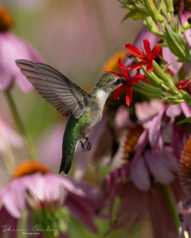 Royal Catchfly