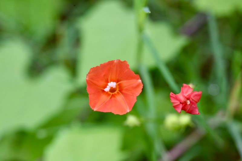 Scarlet Morning Glory's Surprising Impact