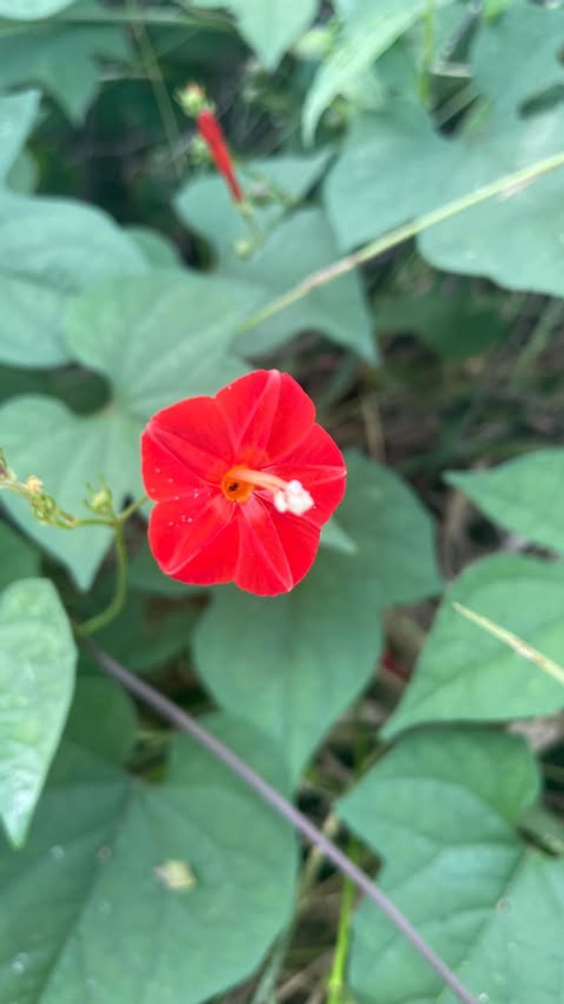 Scarlet Morning Glory