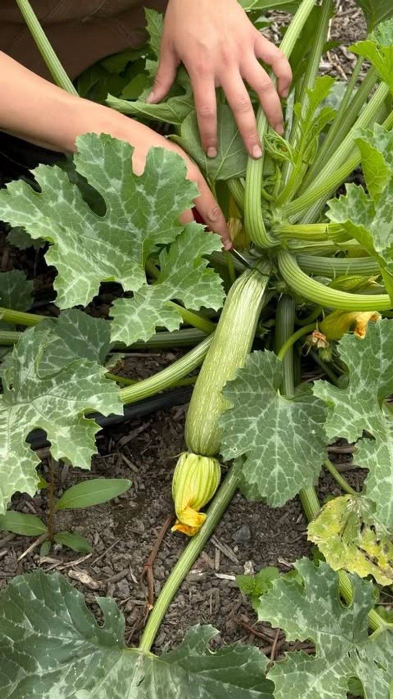 Calabacita Squash