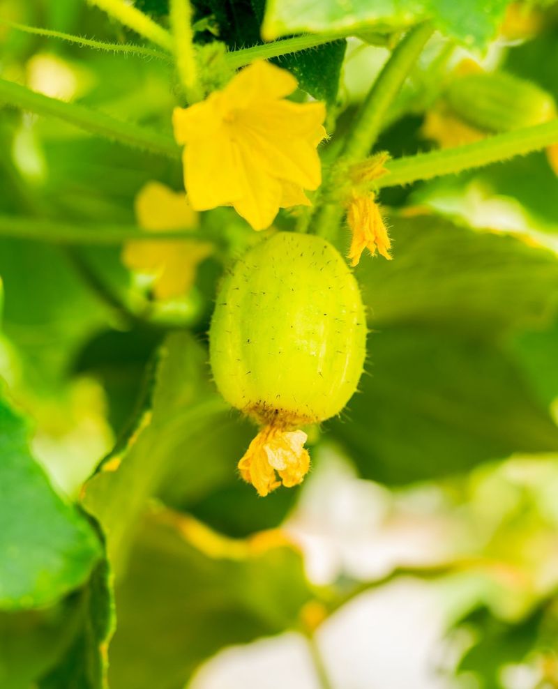 Lemon Cucumber