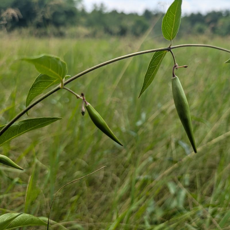 Black Swallow-wort