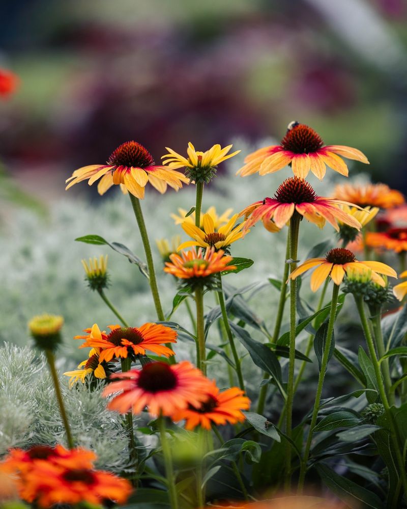 Coneflowers