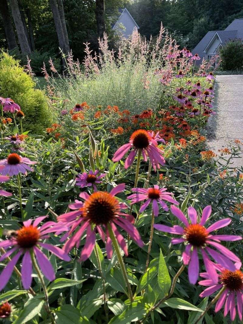 Coneflower Colonies
