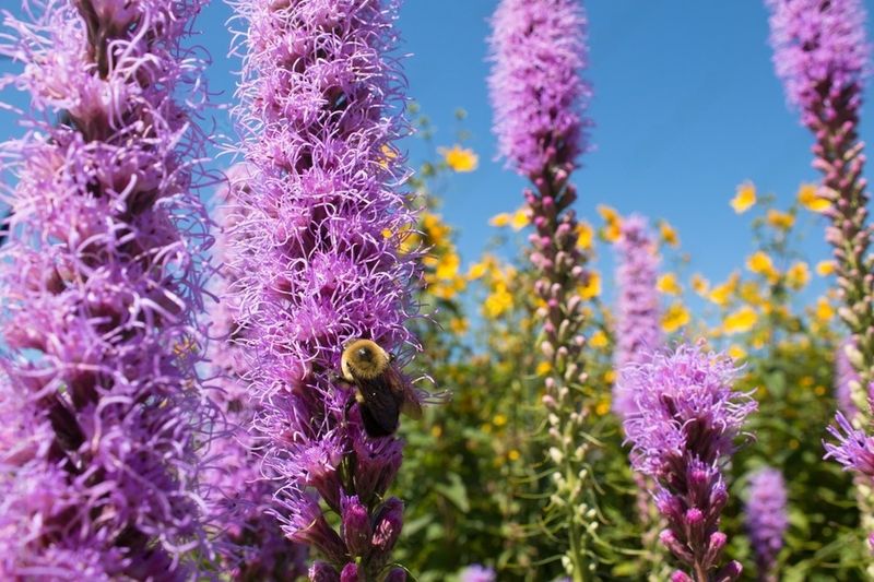 Prairie Blazing Star