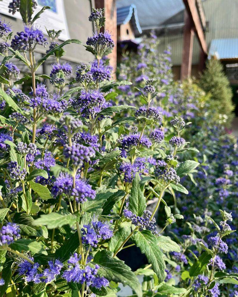 Caryopteris (Blue Mist Shrub)