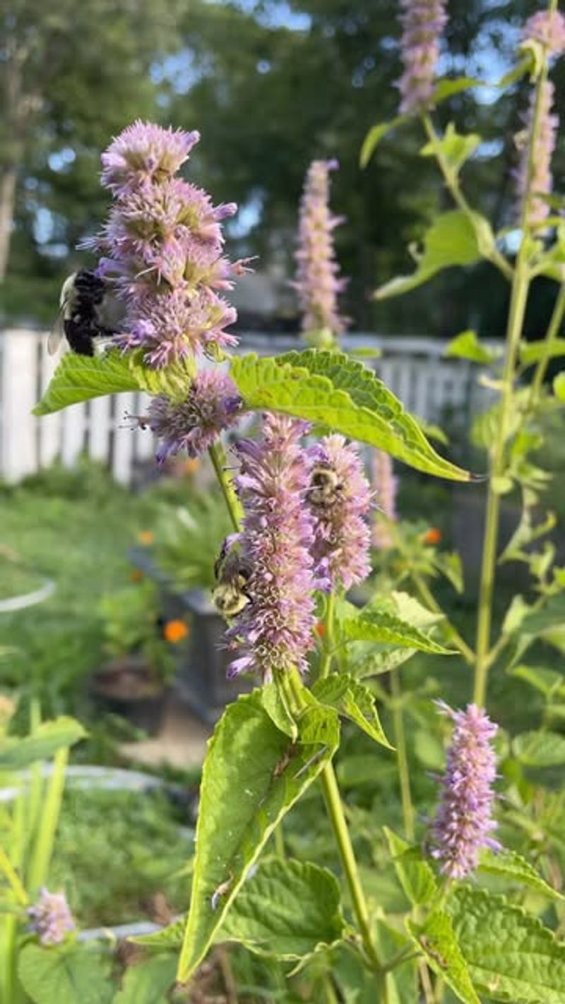 Hyssop