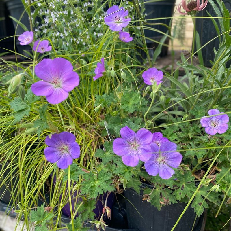 Hardy Geranium