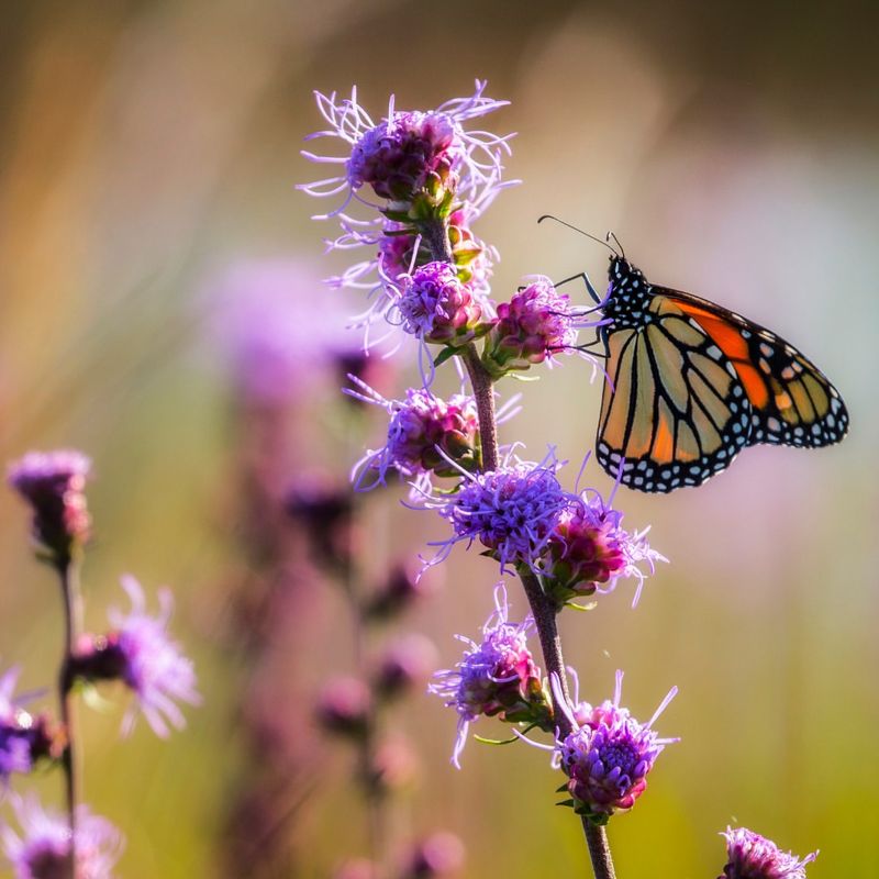 Blazing Star Spikes For Vertical Interest