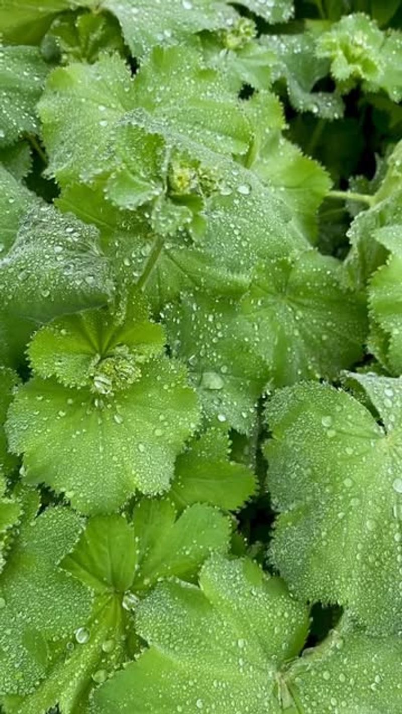 Lady's Mantle: Dewdrop Catcher With Chartreuse Charm