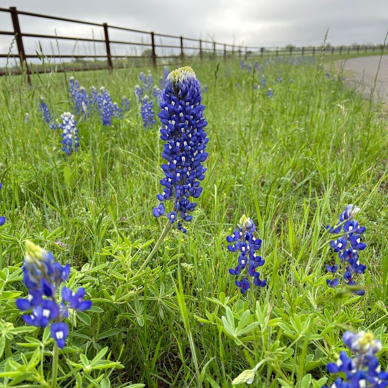 Kingsland: Bluebonnet House Fame