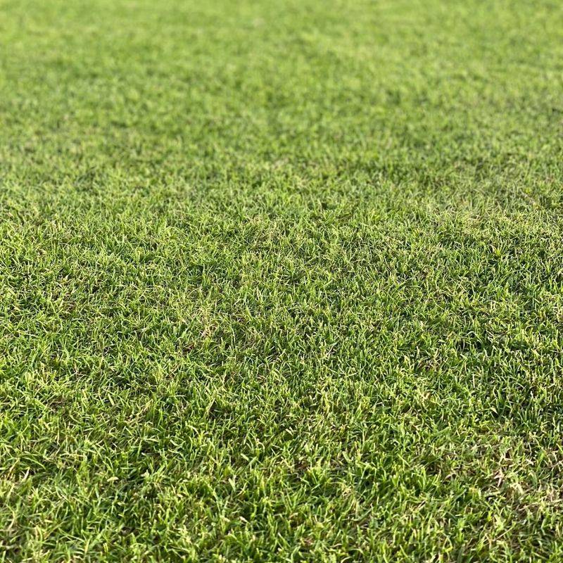 Bermuda Grass (Cynodon dactylon)