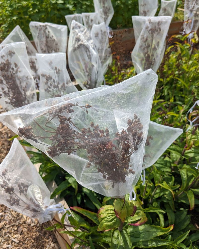 Save Seeds From Your Harvest
