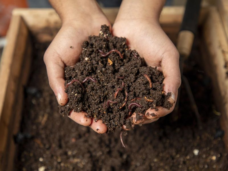 Make Your Own Compost From Kitchen Scraps