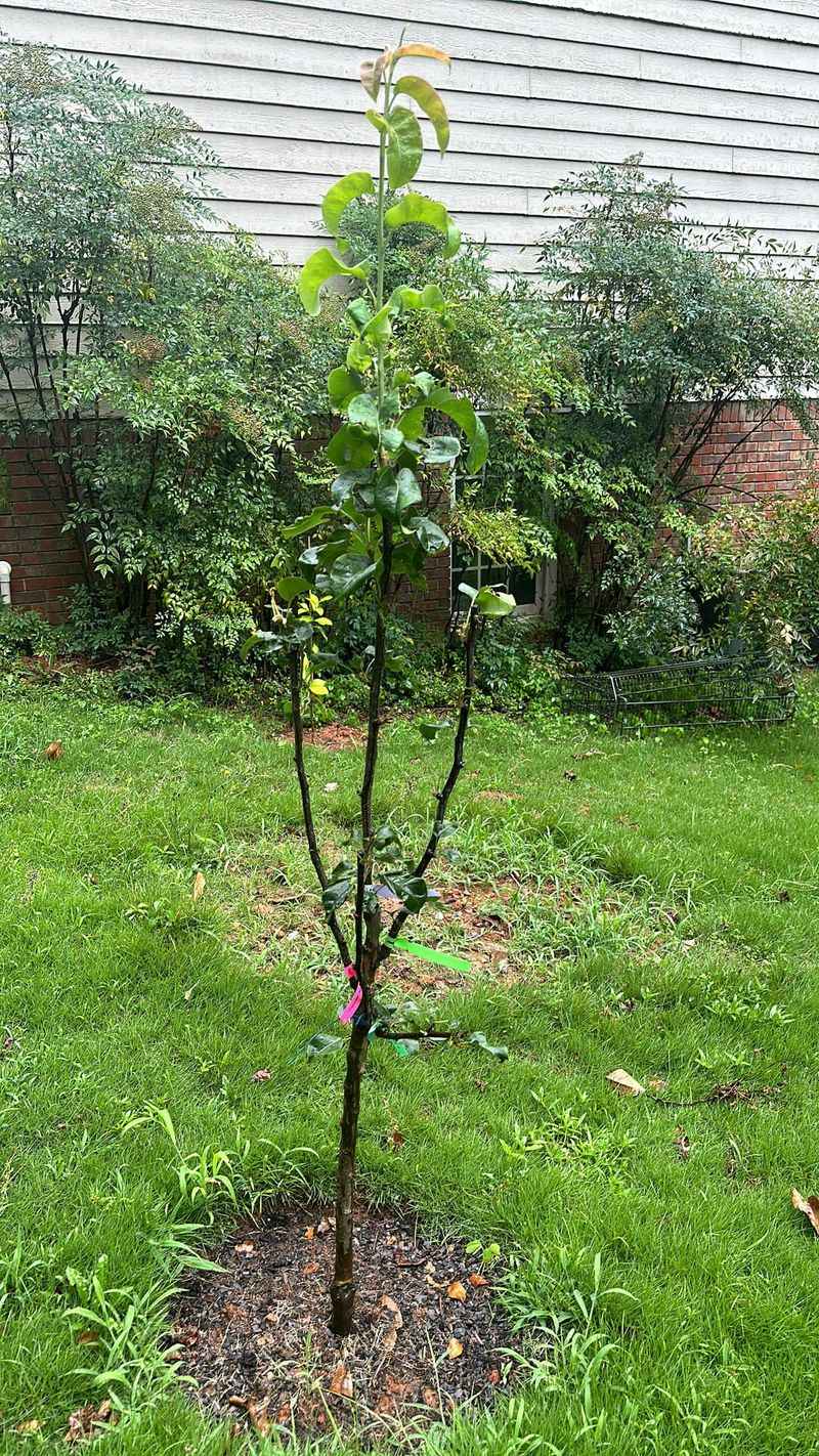 Choose Multi-Variety Trees