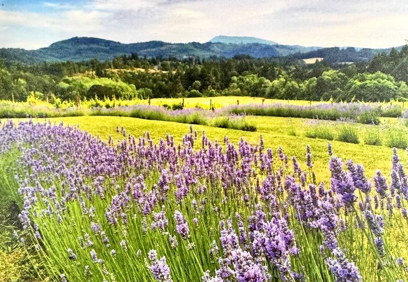 Silverton's Lavender-Lined Streets