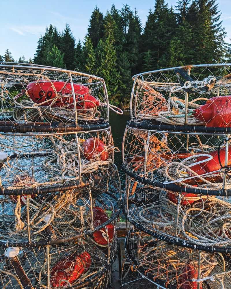 Dungeness Crab