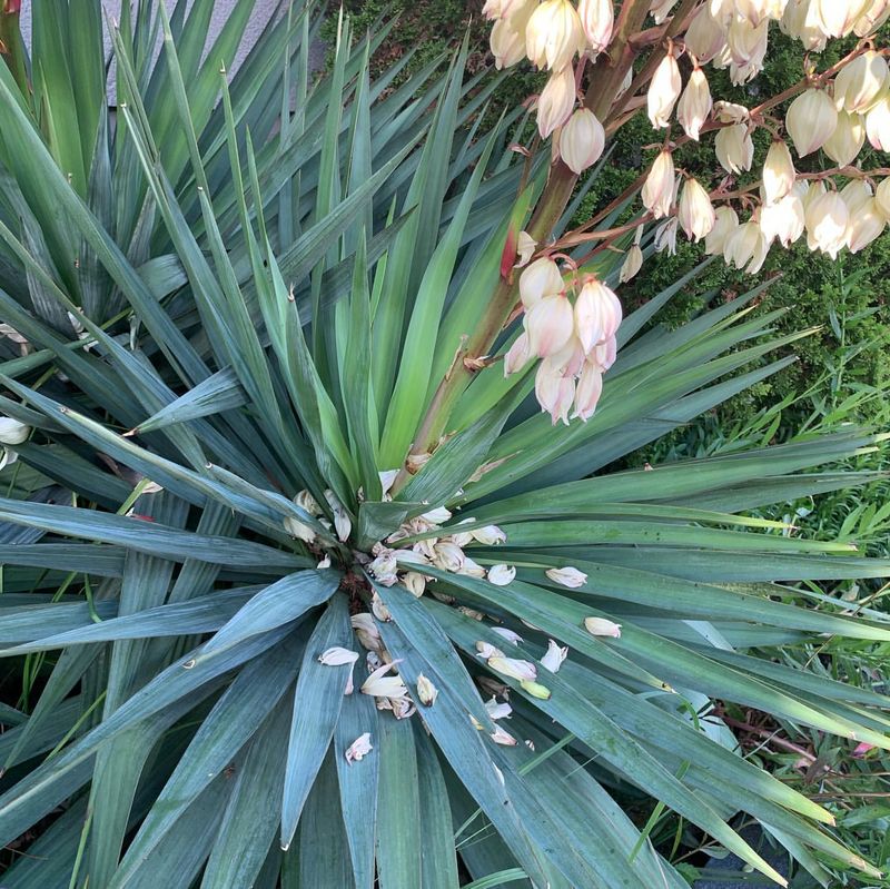 Yucca filamentosa (Adam's Needle)