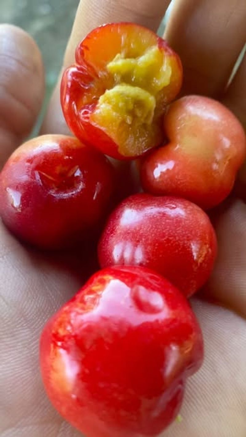 Barbados Cherry: Vitamin C Powerhouse