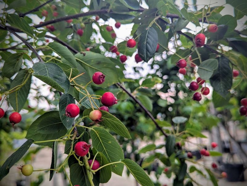 Serviceberry