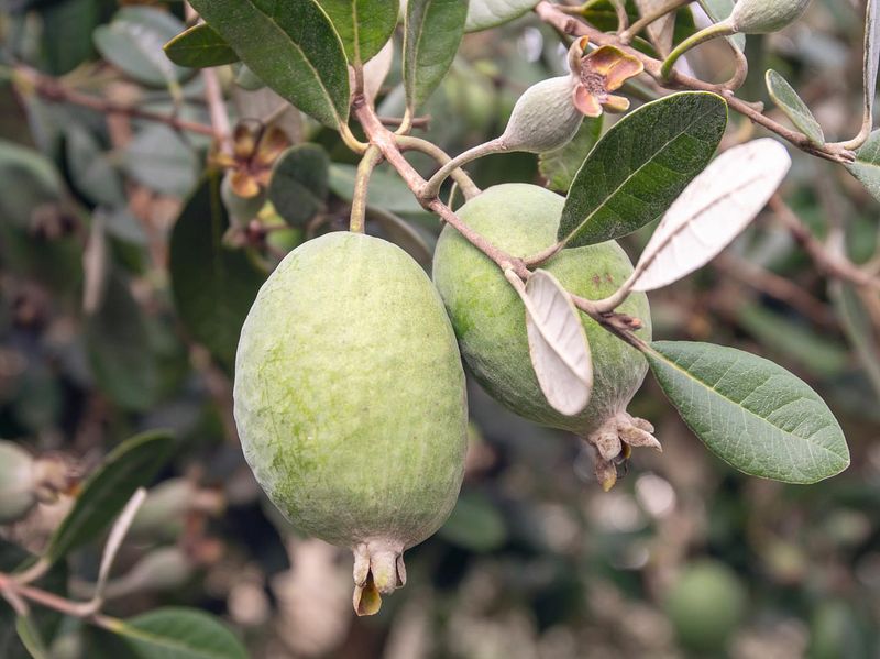Pineapple Guava