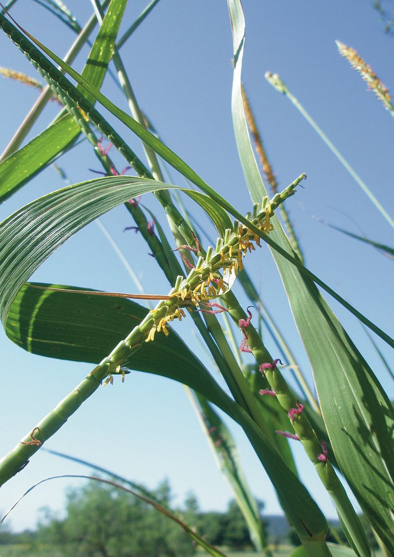 Eastern Gamagrass (Tripsacum dactyloides)