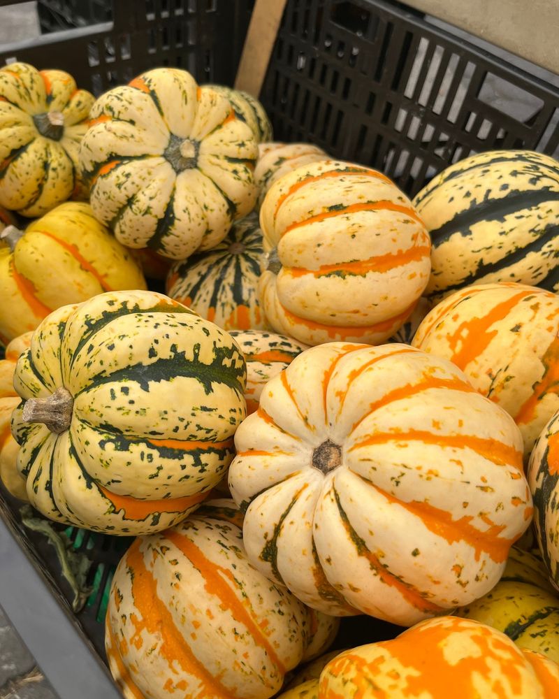 Carnival Squash