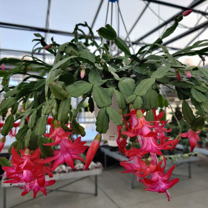 Christmas Cactus