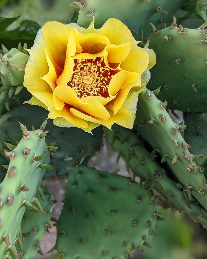 Opuntia (Prickly Pear)