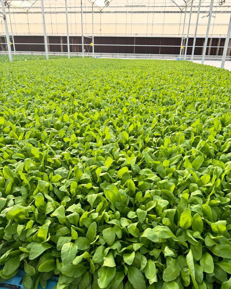 Spinach