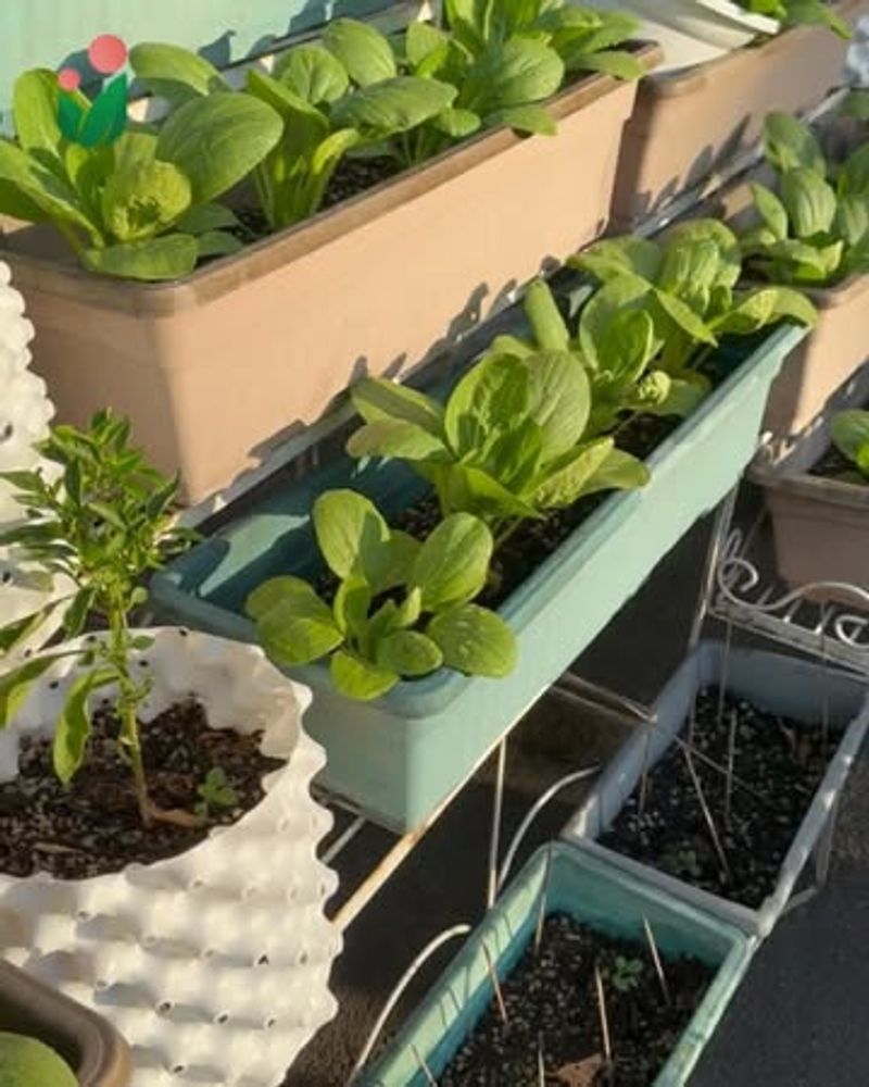 Bok Choy