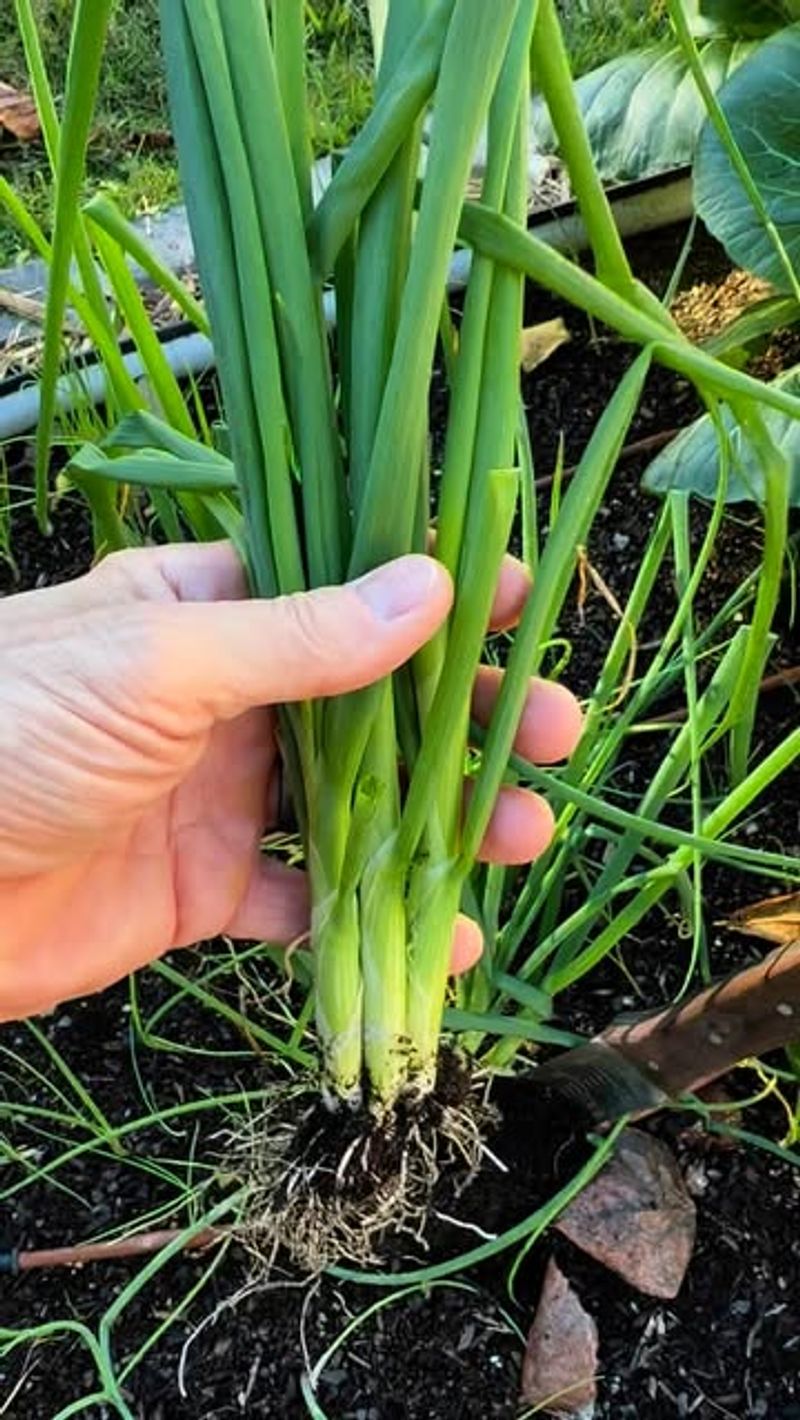 Green Onions