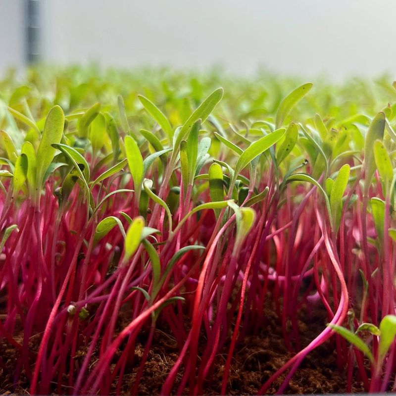 Microgreens