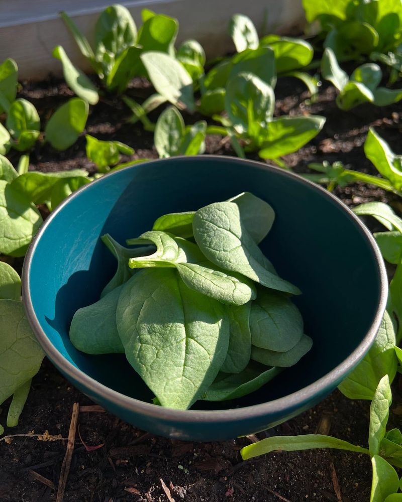 Spinach