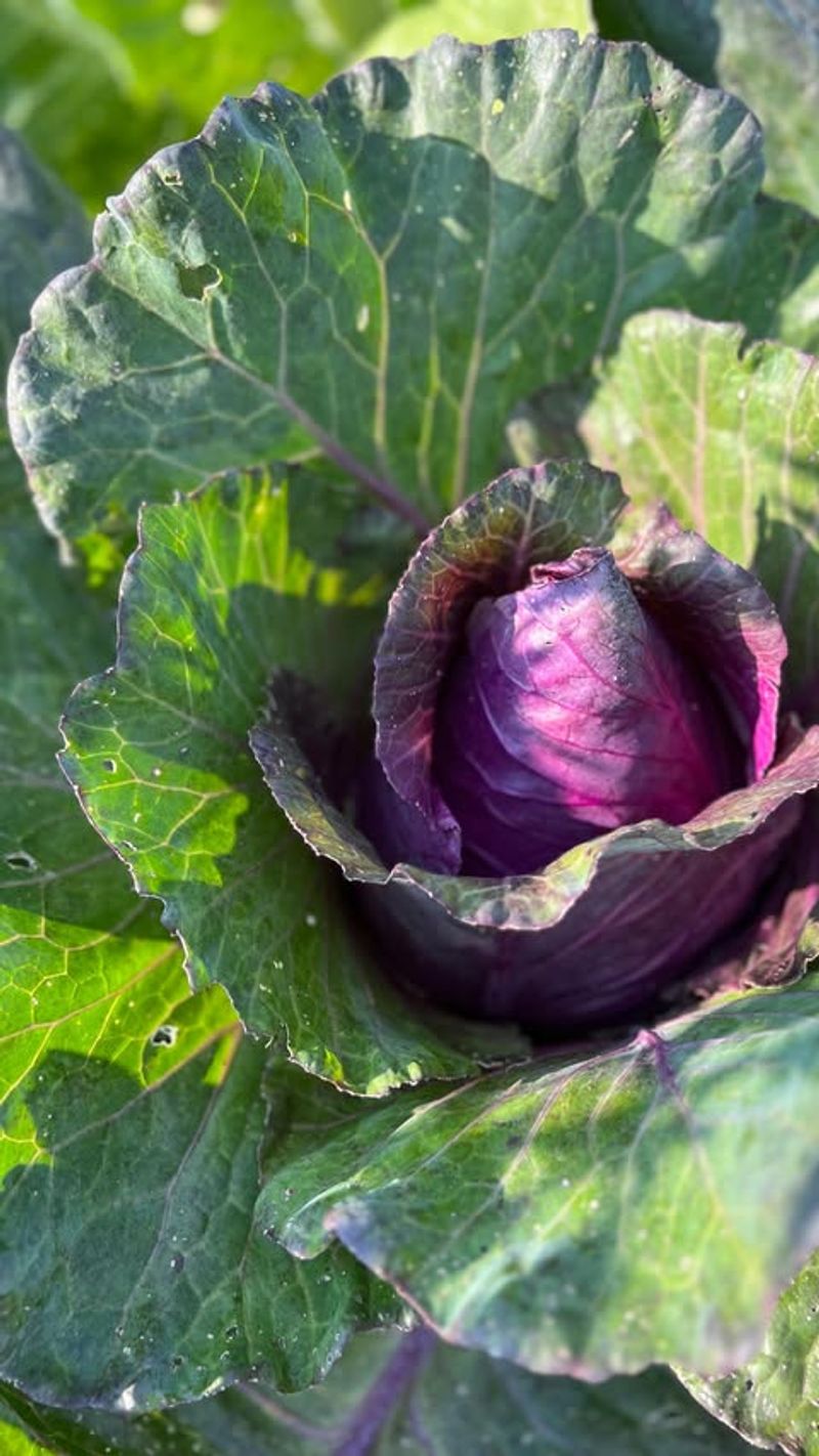 Cabbage