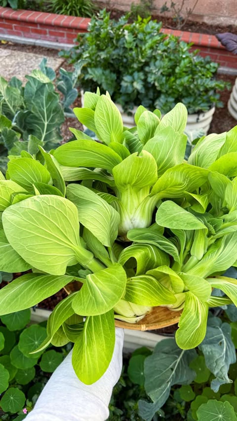 Bok Choy