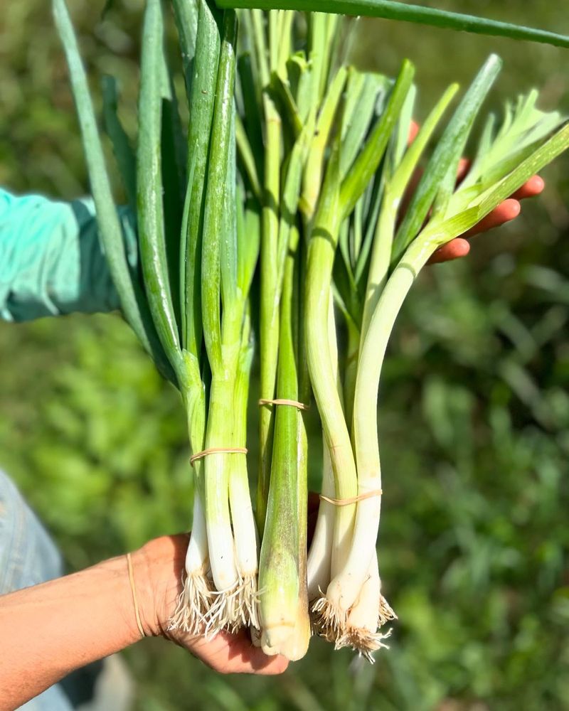 Green Onions: Harvest-Ready In Four Weeks