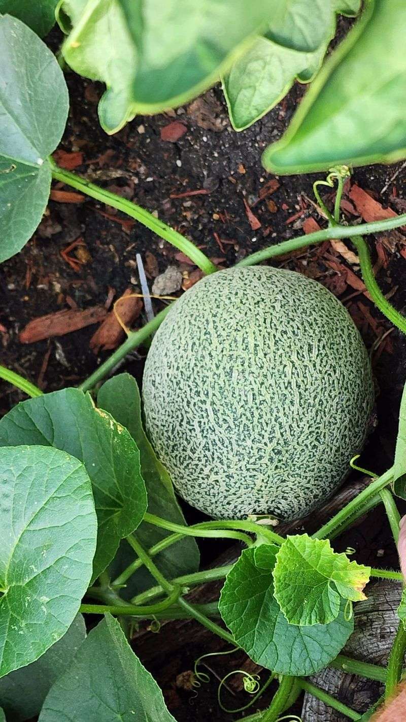 Melon Ripening