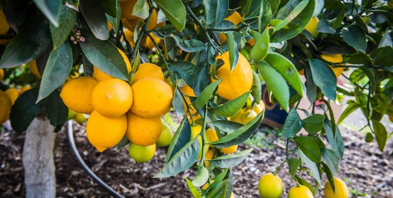 Citrus Trees In Quarantine Zones