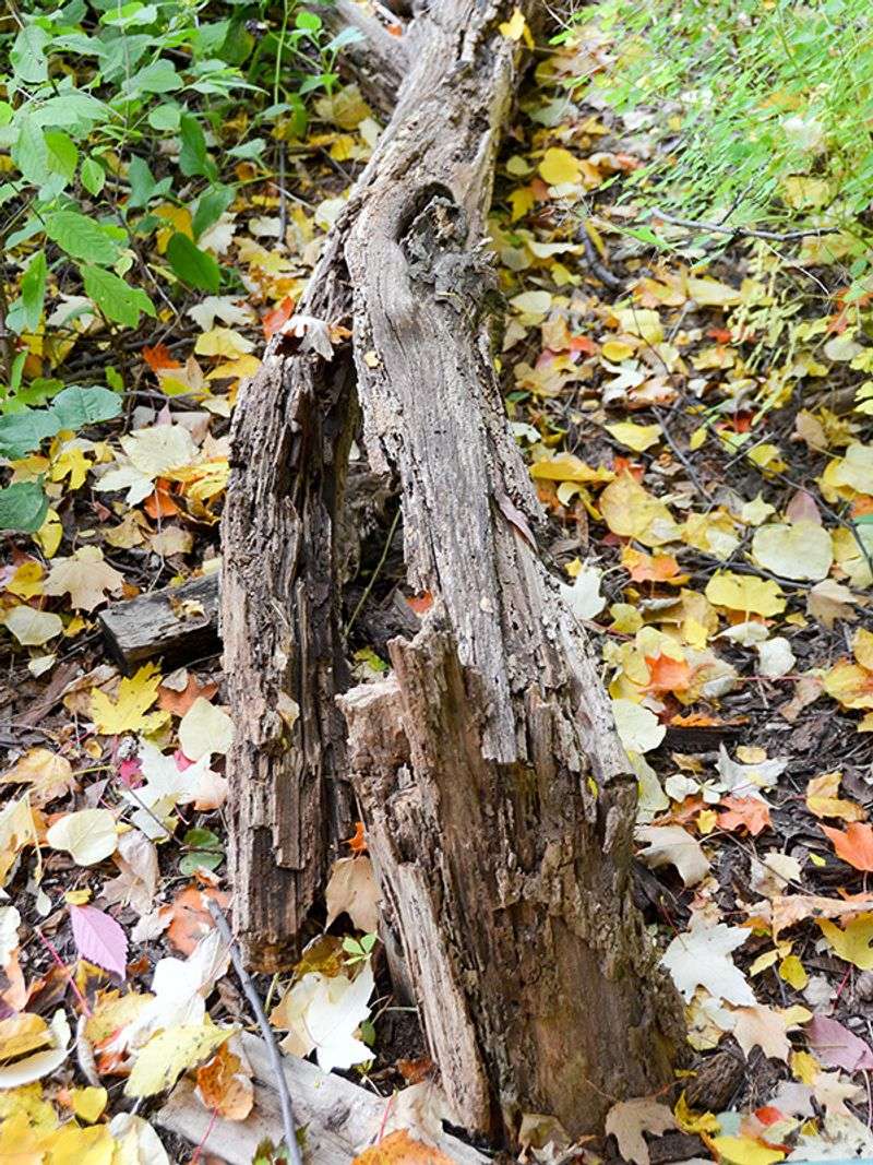 Maintain Snags And Fallen Logs