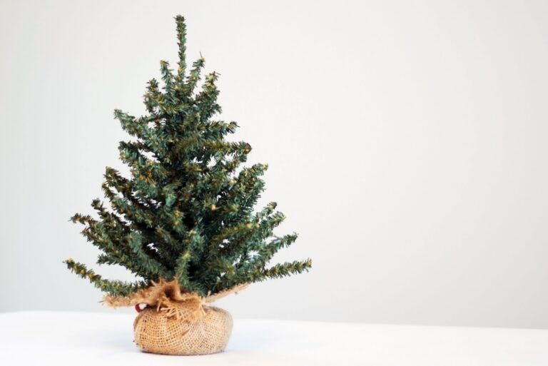 Mini cut evergreen tree
