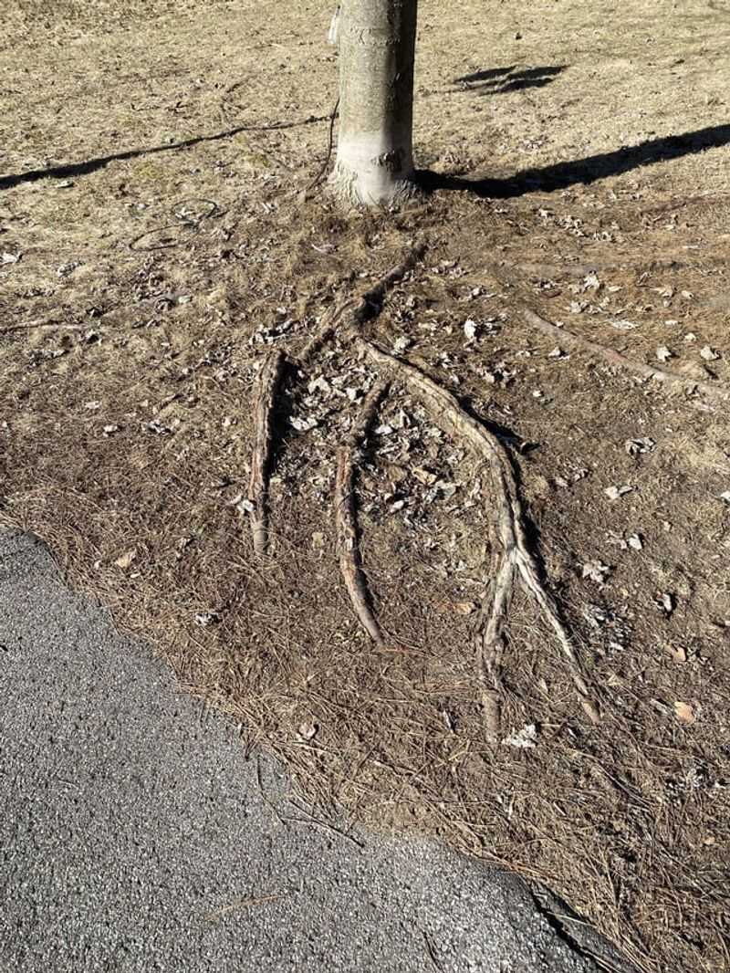 Plant Root Barriers Along Driveway Edges
