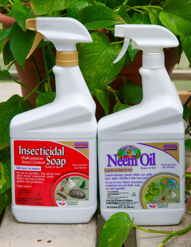Neem Oil Treatments For Persistent Pests