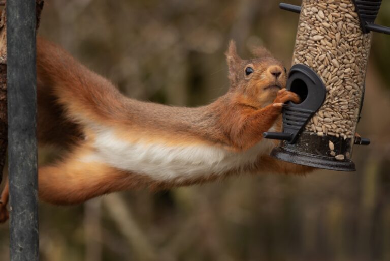 squirrel on bird feeder