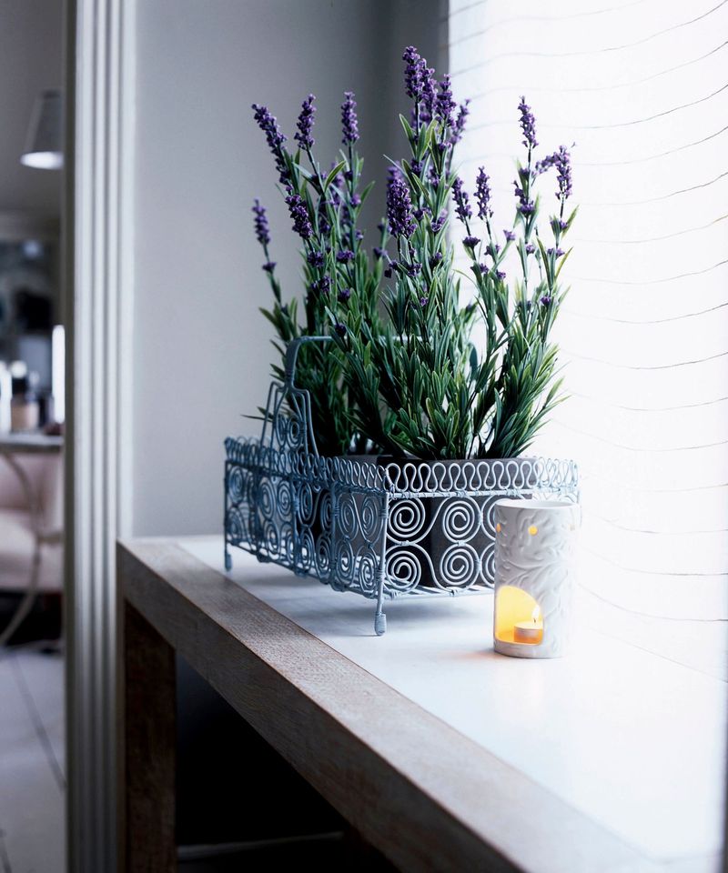 Lavender