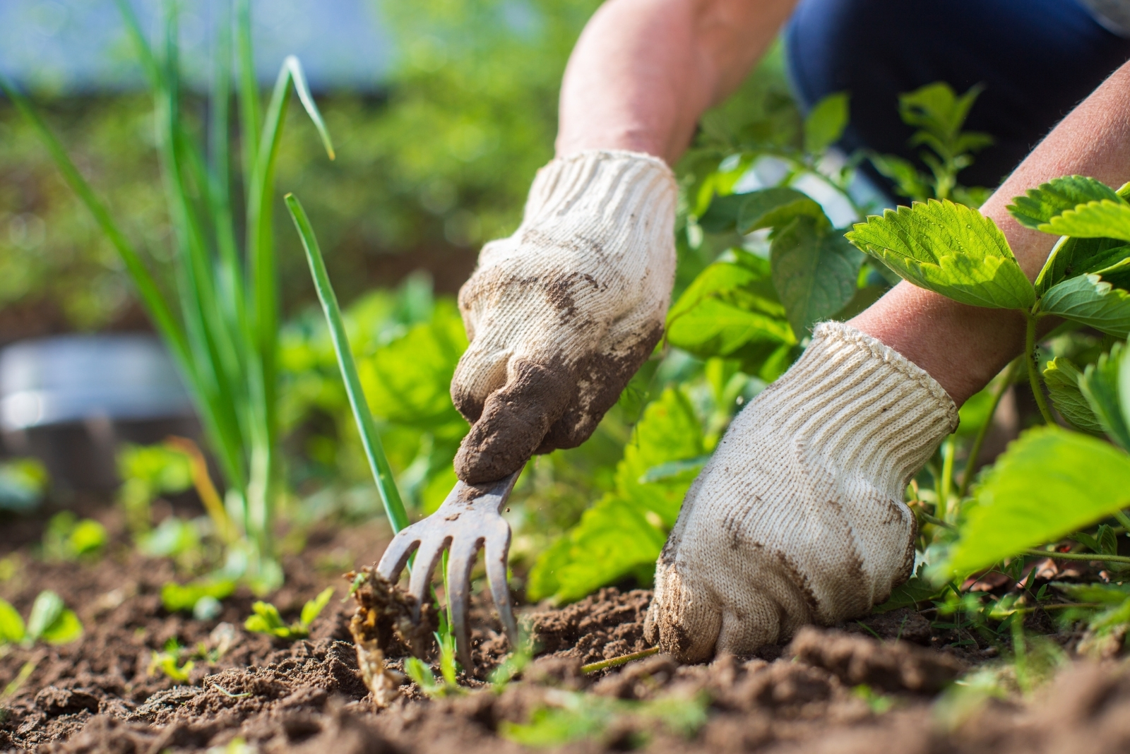 Weeding (featured image)