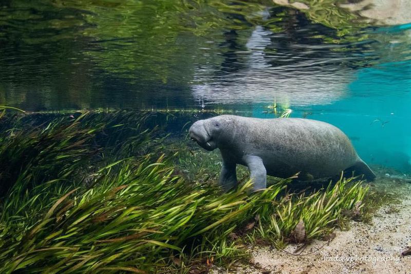 Manatee