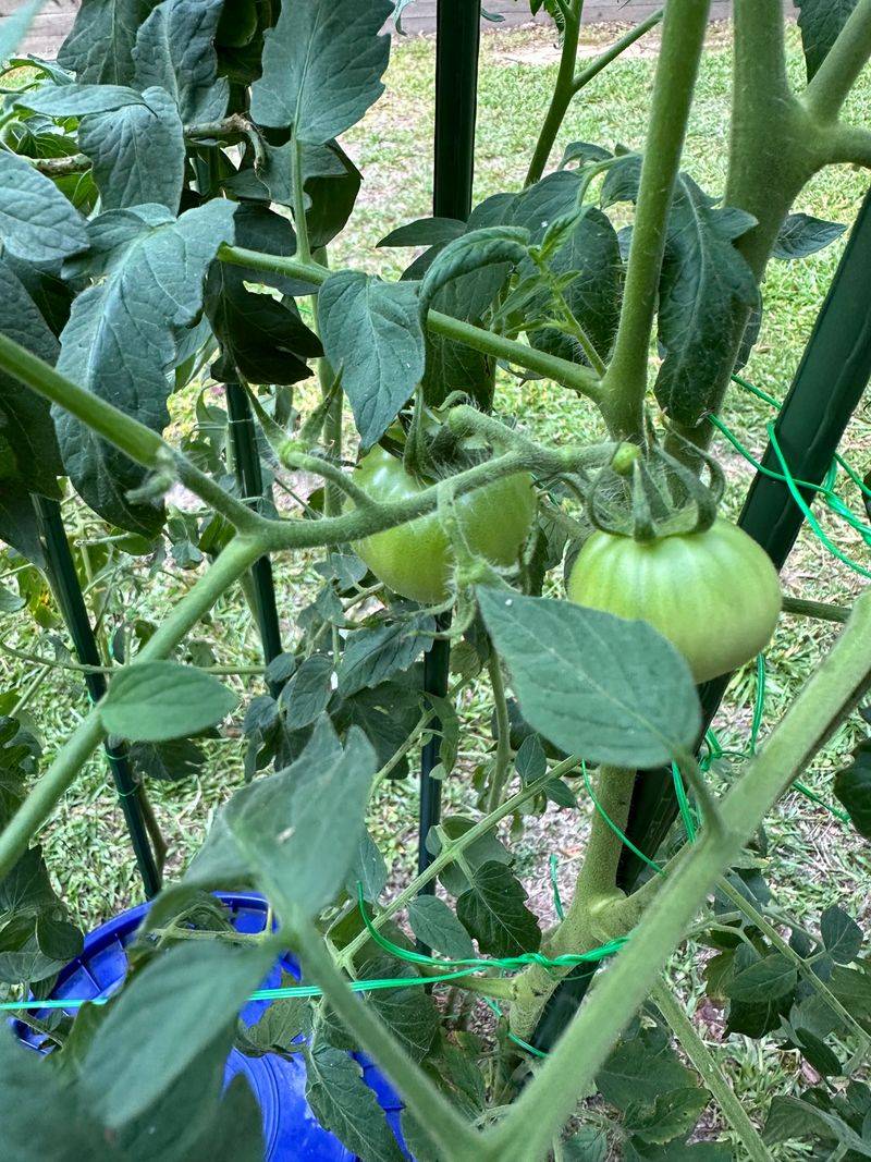 Creole Tomato Showcases