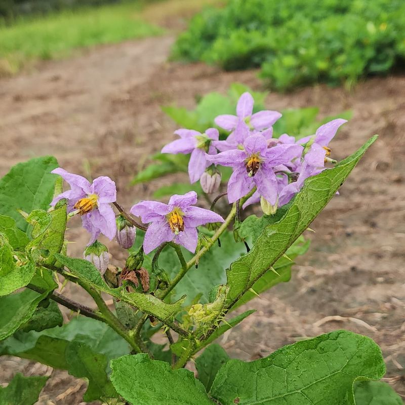 Palmer Amaranth