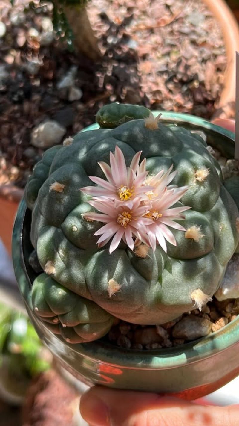 Peyote